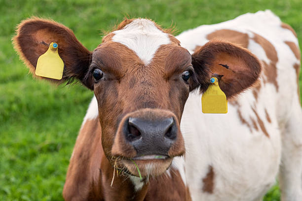 Ayrshire Cow