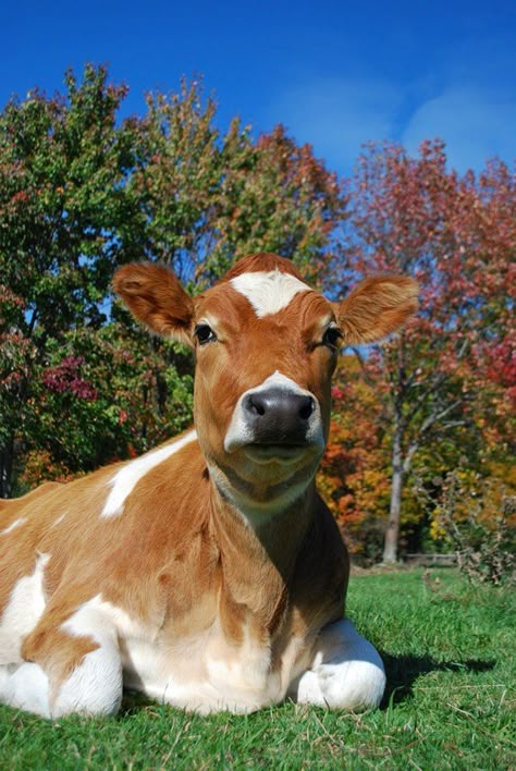 Ayrshire Cow
