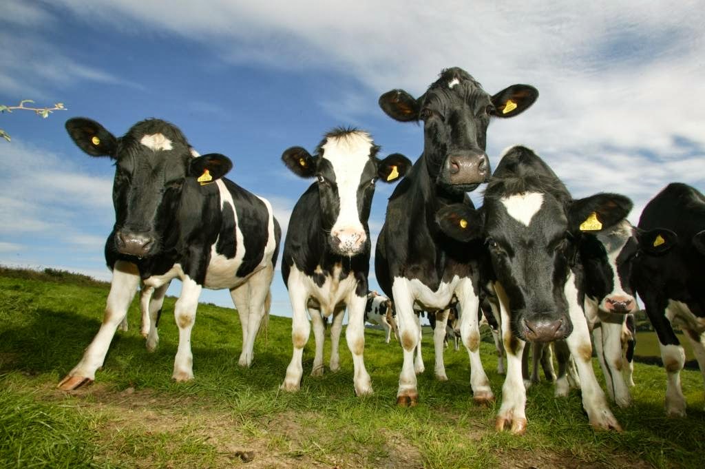 Friesian Cow
