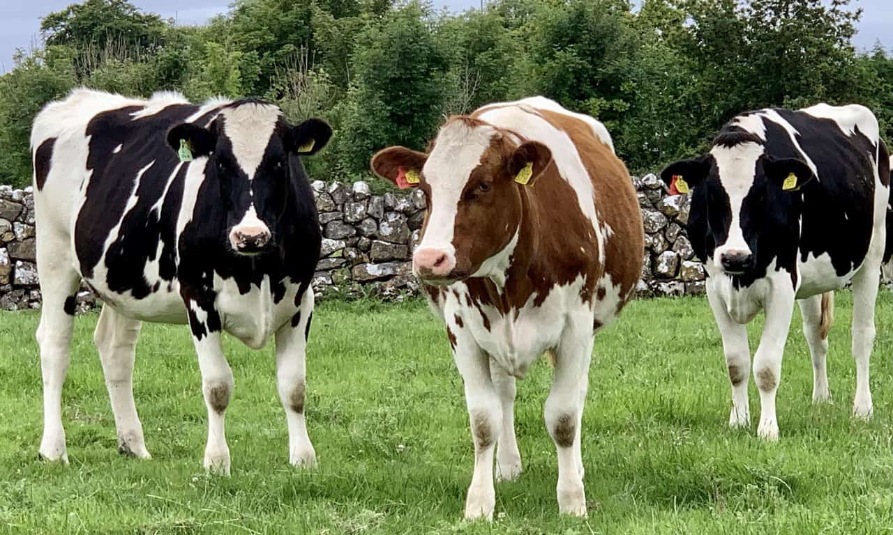 Friesian Cow