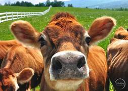 Jersey Cow