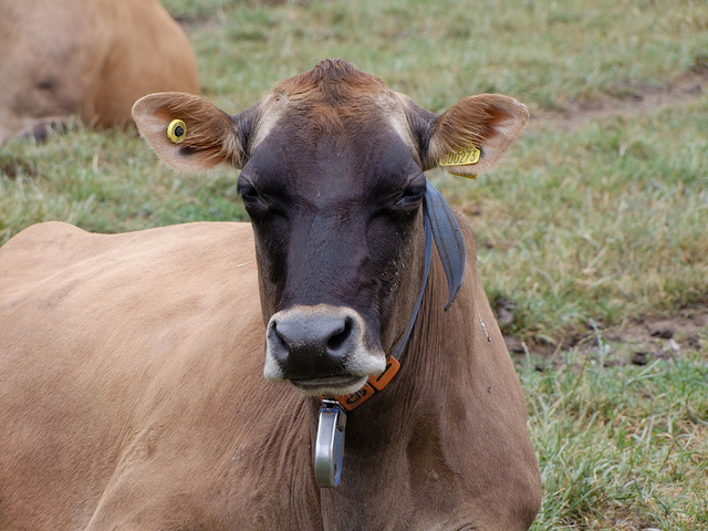 Jersey Cow