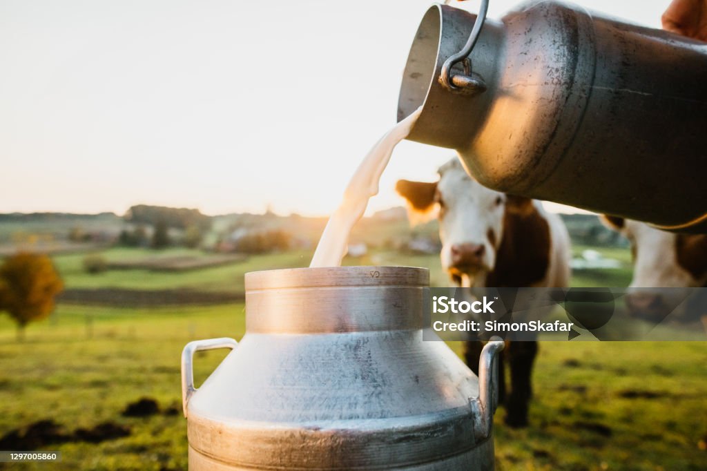 Fresh Milk